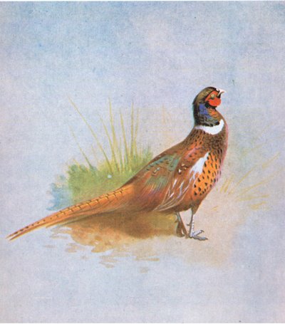 Pheasant, pub. by Book Club Associates, 1972 by Archibald Thorburn